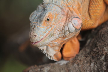 Fototapeta premium Iguana is a genus of herbivorous lizards that are native to tropical areas of Mexico, Central America, South America, and the Caribbean. 