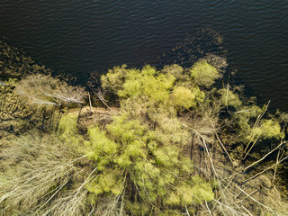 Shore of a forest lake with dense trees in the water. Aerial drone view.
