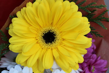 flower, yellow, nature, daisy, flowers, garden, plant, summer, bloom, beauty, blossom, orange, flora, floral, spring, petal, gerbera, macro, green, beautiful, bouquet, blooming, chrysanthemum, bright,