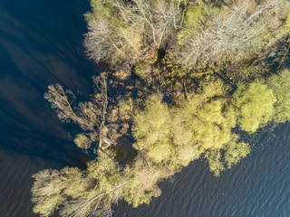 Shore of a forest lake with dense trees in the water. Aerial drone view.