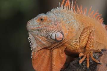 Iguana  is a genus of herbivorous lizards that are native to tropical areas of Mexico, Central America, South America, and the Caribbean. 