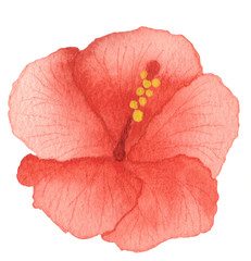 Tropical hibiscus flower coral watercolor
