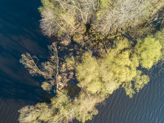 Shore of a forest lake with dense trees in the water. Aerial drone view.