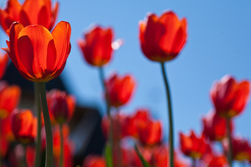 bright red tulips on a background of blue sky