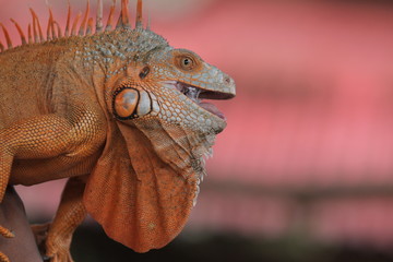 Fototapeta premium Iguana is a genus of herbivorous lizards that are native to tropical areas of Mexico, Central America, South America, and the Caribbean. 