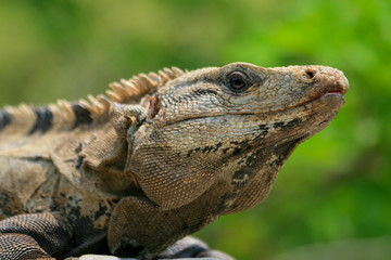 Close-up head portrait of an iguana