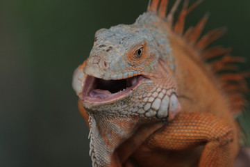 Iguana  is a genus of herbivorous lizards that are native to tropical areas of Mexico, Central America, South America, and the Caribbean. 