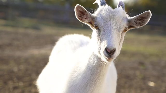 Close up. White young goat looks straight, makes a sound. Goat looking at the camera