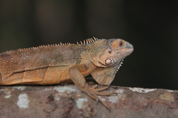 Iguana  is a genus of herbivorous lizards that are native to tropical areas of Mexico, Central America, South America, and the Caribbean. 