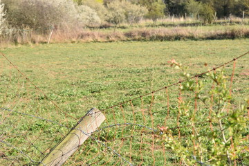 fence in the field