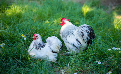 White free range Chicken and Rooster grazing on the grass in the chicken farm. 