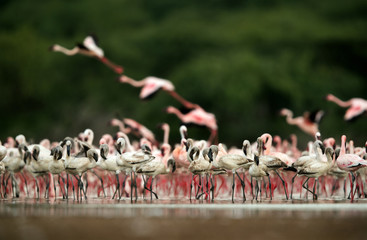 Naklejka premium Lesser Flamingos flamingos at Bogoria lake, an eye level shot