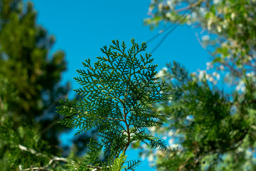 Closeup view pine branch in garden, blurred pine needles in the background