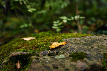 fallen leaves among greenery at the very beginning of autumn