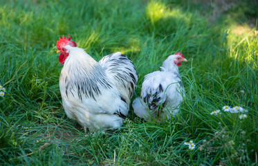 White free range Chicken and Rooster grazing on the grass in the chicken farm. 