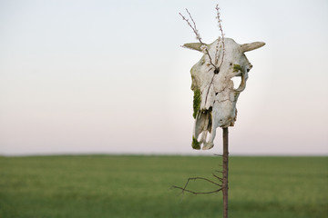 Czaszka krowy na polu wiosną, cow scull gras spring © Kamil