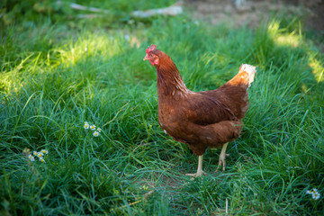 Brown free range egg Chicken grazing on the grass in the chicken farm. 
