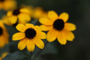 butterfly flowers narural beauty