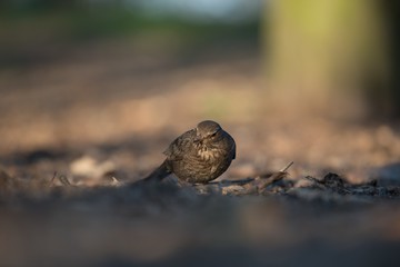 Blackbird