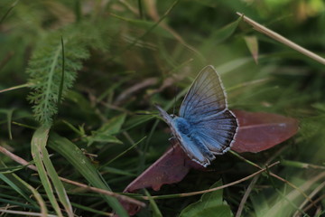 Obraz premium butterfly flowers narural beauty