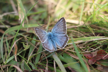 butterfly flowers narural beauty