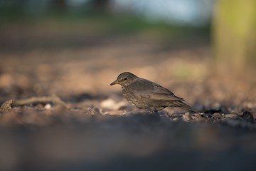 Blackbird