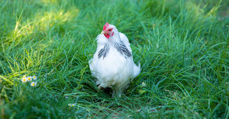 White free range Chicken grazing on the grass in the chicken farm.