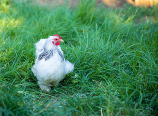 White free range Chicken grazing on the grass in the chicken farm.
