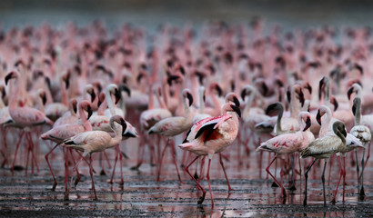 Lesser Flamingos on the bank of Bagoria Lake
