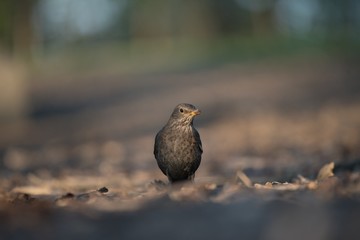 Blackbird