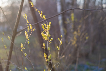 Rays of light in the spring forest and the first green leaves on the branches.