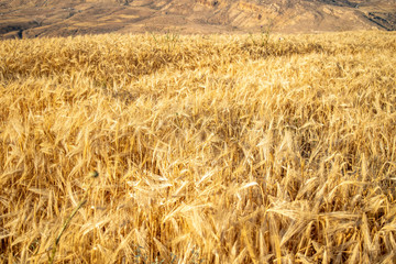 Golden wheat fields with purple thistle flower