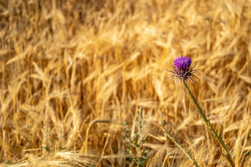 Golden wheat fields with purple thistle flower