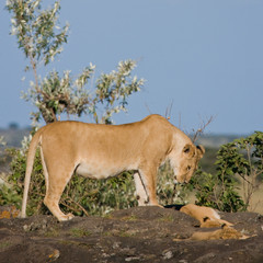 Lioness and cubs in the early morning, Maasai Mara National Park, Kenya