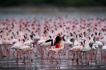 Fototapeta premium Lesser Flamingos at Bogoria lake, kenya