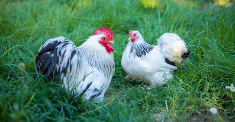 White free range Chicken and Rooster grazing on the grass in the chicken farm. 