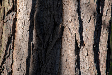 Obraz premium Hintergrundbild