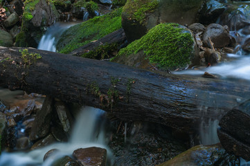 Fast mountain forest river in the Carpathian mountains of Ukraine's natural reserve. Beautiful landscape with long exposure.