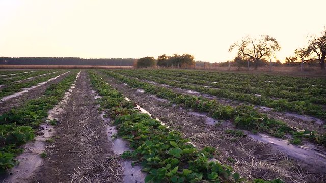 Field covered with strawberries. In the evening on the field where strawberries grow. Farm