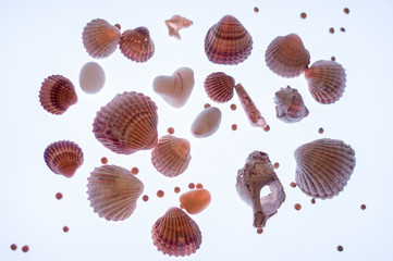 Flat lay from seashells and pebbles. Educational toys. Light table. Textured. Decorations. Summer concept. Vacation concept. Marine background. Natural background.