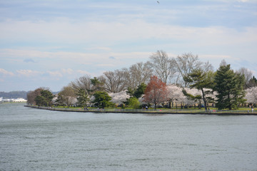 Hains Point in East Potomac Park in Washington DC. This picture was taken during the spring cherry...