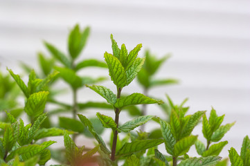 Branches of a mint or spearmint plant, grown as an aromatic herb