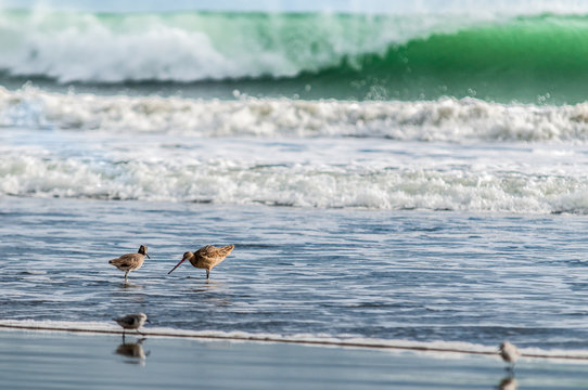 Sand Pipers Drakes Bay Point Reyes NSS