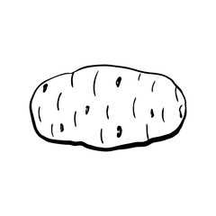 Hand drawn potato sketch. Linear art of healthy vegetable in cartoon style isolated on a white background. Ink drawing. Vector illustration for menu, farmers markets, print.