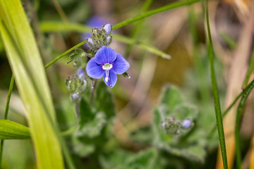 Close up of bird's eye speedwell - Germander speedwell (Veronica chamaedrys) in flower