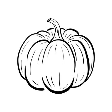 Hand drawn pumpkin sketch. Ripe squash isolated on white background. Linear art of healthy organic vegetable in cartoon style. Ink drawing. Vector illustration for menu, farmers markets, print.