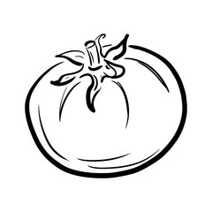 Hand drawn tomato sketch. Linear art of healthy organic vegetable in cartoon style isolated on white background. Ink drawing. Vector illustration for menu, farmers markets, print.