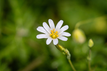 Close up of a single Greater Stitchwort flower in wild woodland setting