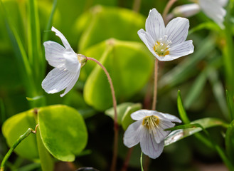 Close up of three Wood Sorrel white  flower heads
