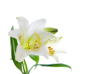 Plakat Beautiful lily flowers on white. Luxury white easter lily flower with long green stem isolated on white background. Studio shot